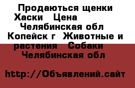 Продаються щенки Хаски › Цена ­ 10 000 - Челябинская обл., Копейск г. Животные и растения » Собаки   . Челябинская обл.